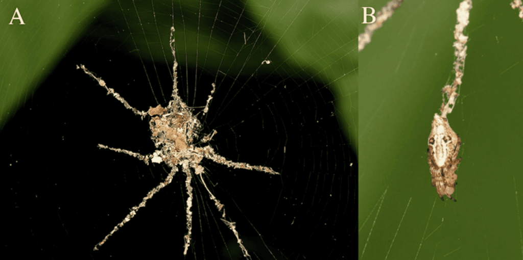 False spider structure shown in a web and the spider that made it