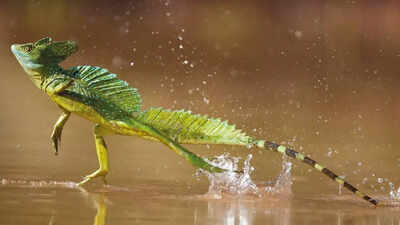 Meet the basilisk lizard that walks on water: The secret behind how it glides across rivers and outsmarts predators