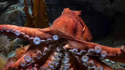 Meet the massive giant Pacific octopus that grows nearly 10 metres and hunts at night