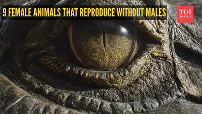 Nature’s wonders: 9 female animals that reproduce without males