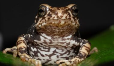 3 newfound species of Tanzanian tree toad give birth to live toadlets