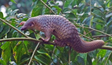 Nigeria passes tough new wildlife law; enforcement doubts remain