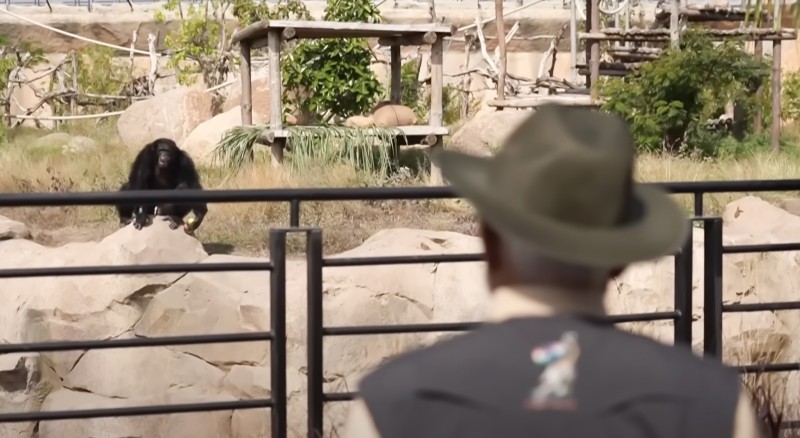 How Did a Gorilla Get From Haiti to a Conservation Park Owned by an Indian Billionaire?