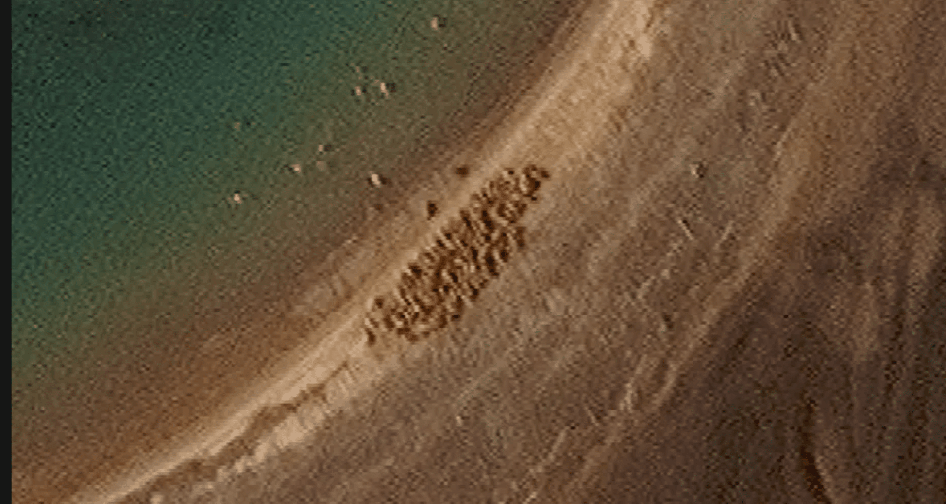 Satellites Capture Massive Gathering Of Gigantic Arctic Creatures On Remote Island