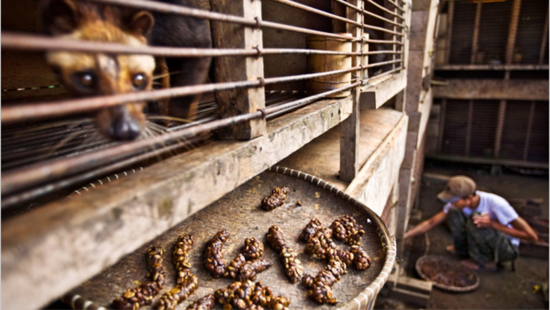 Confirmed—science reveals why the world's most expensive coffee literally comes from the feces of an Asian civet
