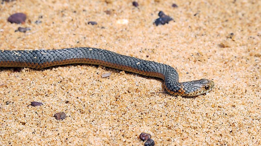 A closeup of a lowland copperhead crawling on the sand under the sunlight