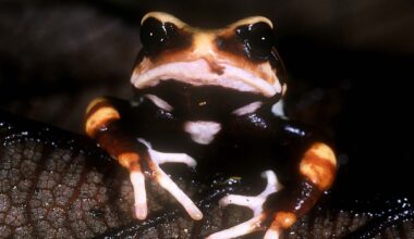 A black and orange frog looking towards the camera