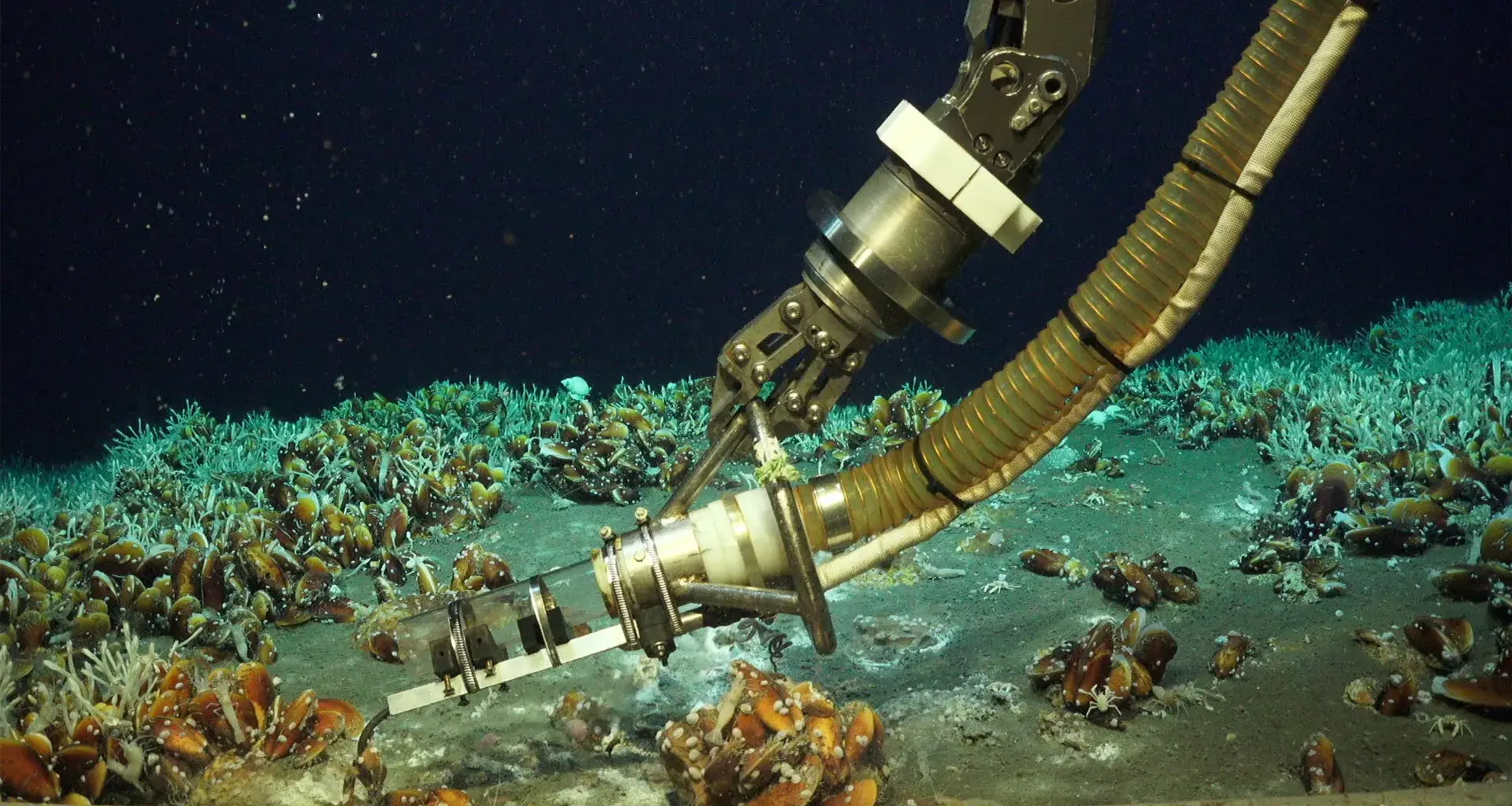 Scientists discover a hidden deep sea hotspot bursting with life