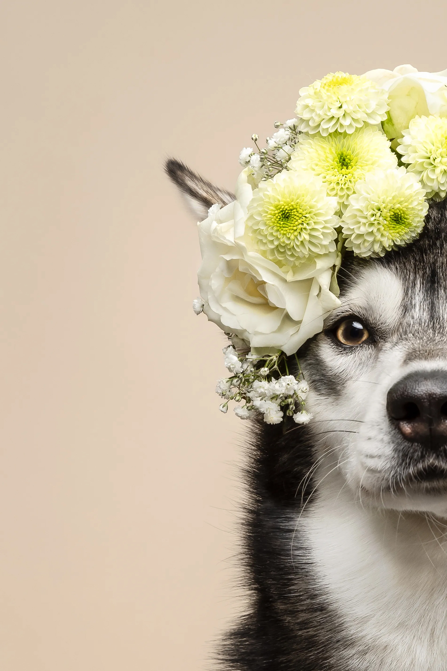 A close-up of a husky adorned with a floral crown, featuring white roses and green chrysanthemums against a soft beige background