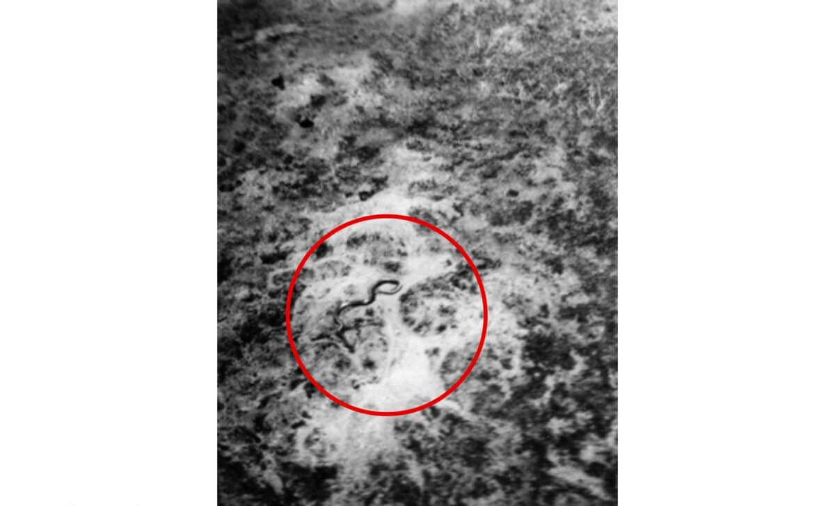 The Photographof The Giant Snake Taken By Van Lierde's Companion