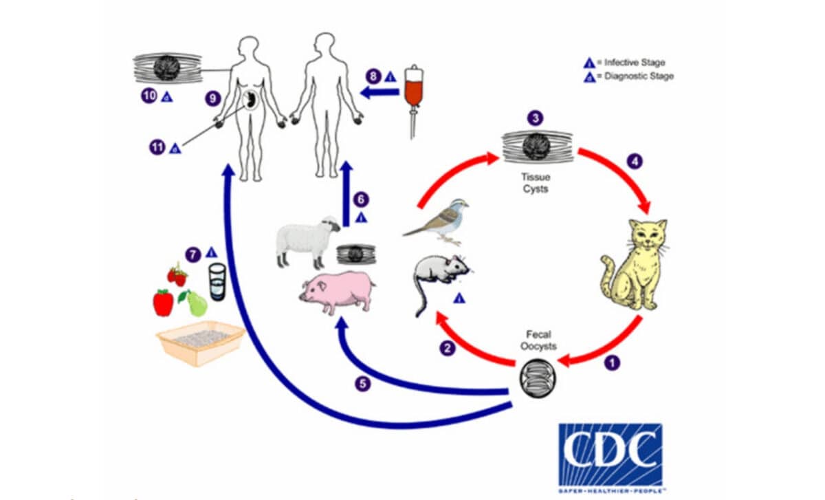 Toxoplasmosis Is Only Known To Reproduce In Cats (1), But Can Be Spread To Humans Through Intermediate Hosts (2, 5, 7) As Well