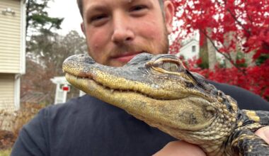 Small alligator rescued in Boston after slithering into the city's heart on social media