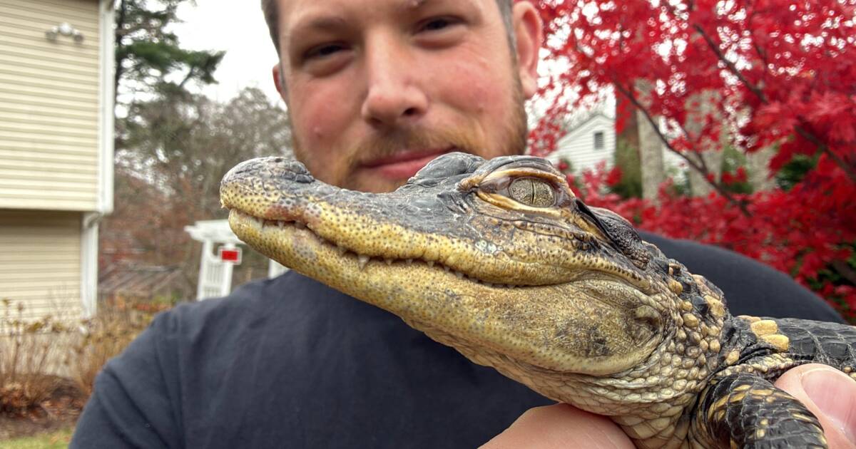 Small alligator rescued in Boston after slithering into the city's heart on social media