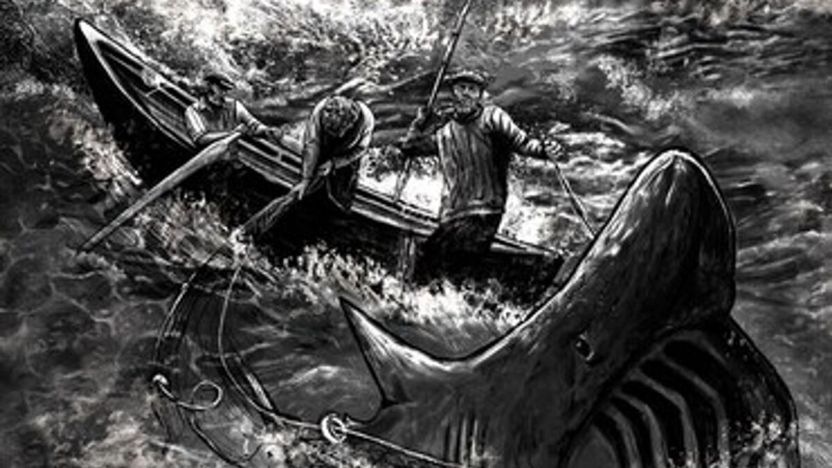 Revealing insight to shift in attitude to basking shark on Mayo island