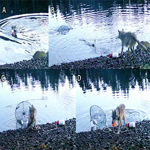 (A–D) Stills extracted from remote camera video of a wolf in Haíɫzaqv Territory pulling an initially submerged green crab trap to shore to access baited cup within, using it as a tool. Observation recorded on May 29, 2024. Click here to watch the video. Credit: Ecology and Evolution