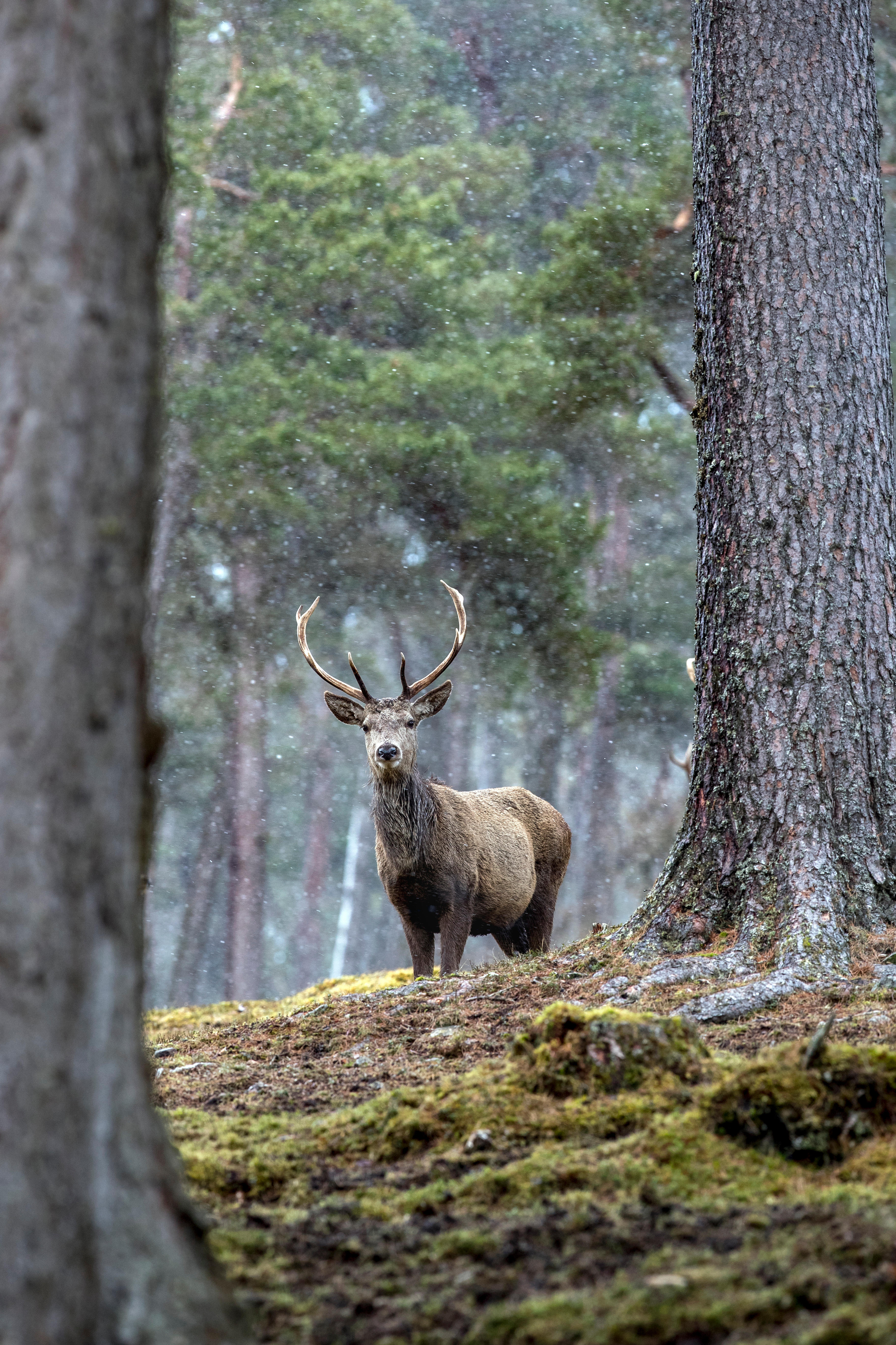 A red deer stag with antlers stands on a mossy hill in the snow in a forest.