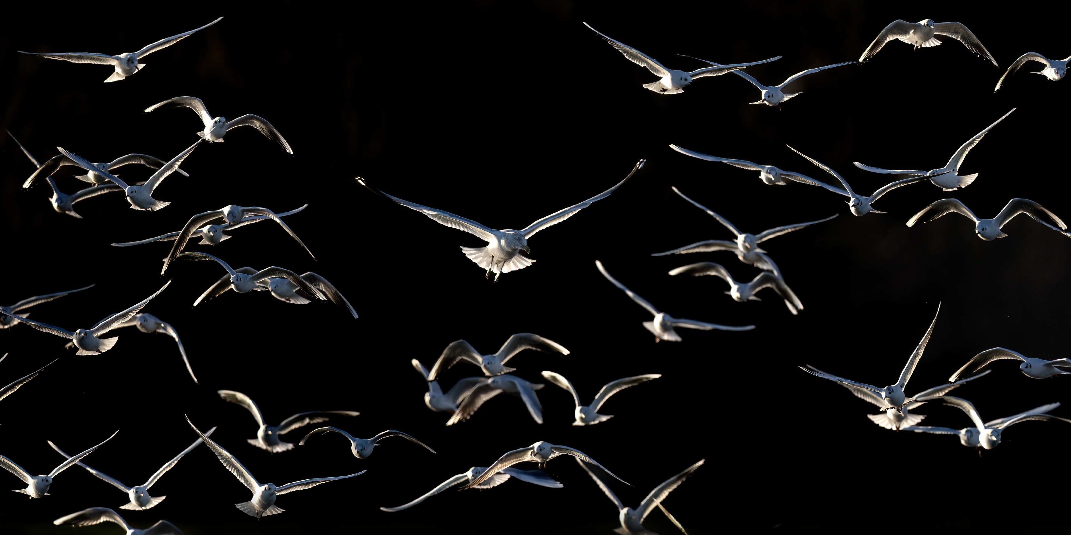 A large herring gull flying among many smaller black-headed gulls against a black background.