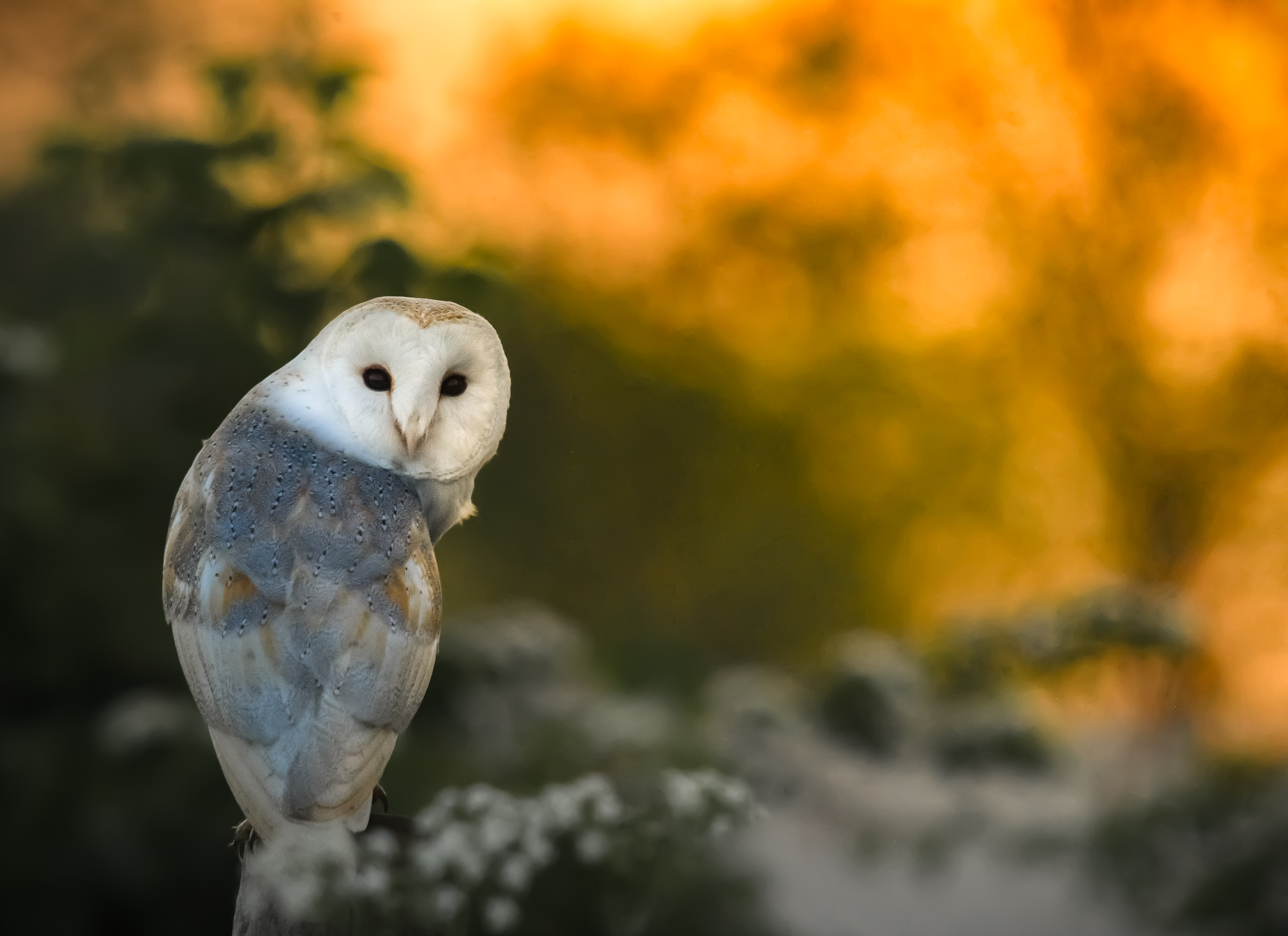Barn owl with white face and grey and brown spotted feathers, looking over its shoulder against an orange and green blurred background.