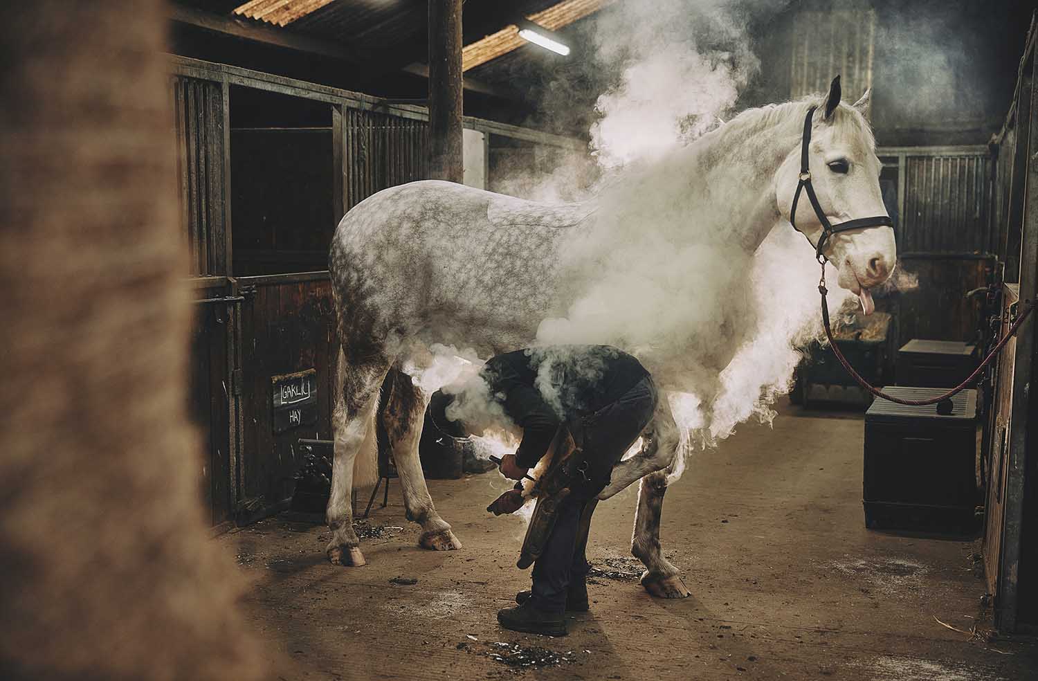 Farrier Garry Harland hot-shoeing Albert, a pure-bred Irish draft horse, at a livery in Galphay.
