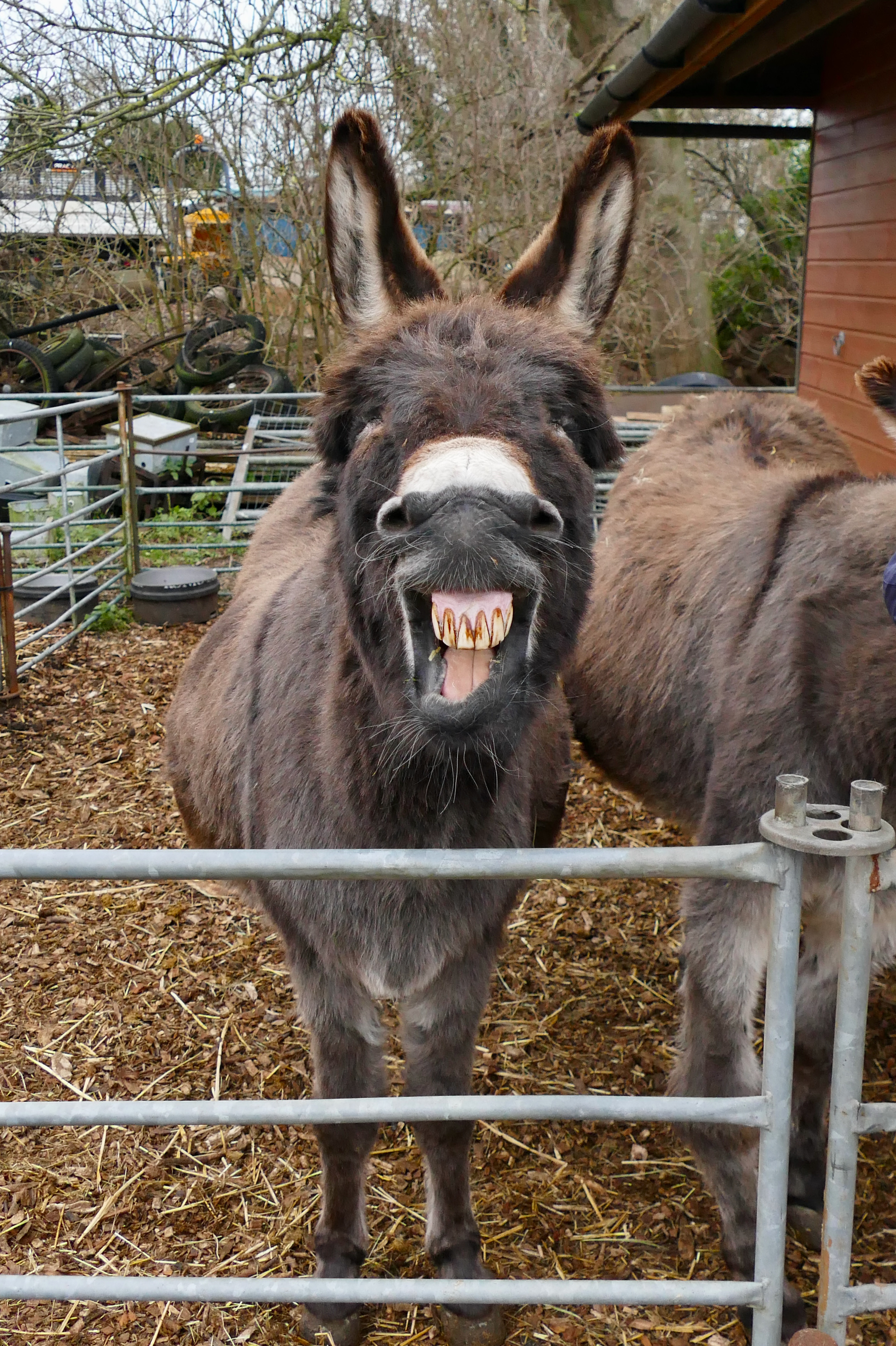 A donkey with an open mouth showing its teeth.