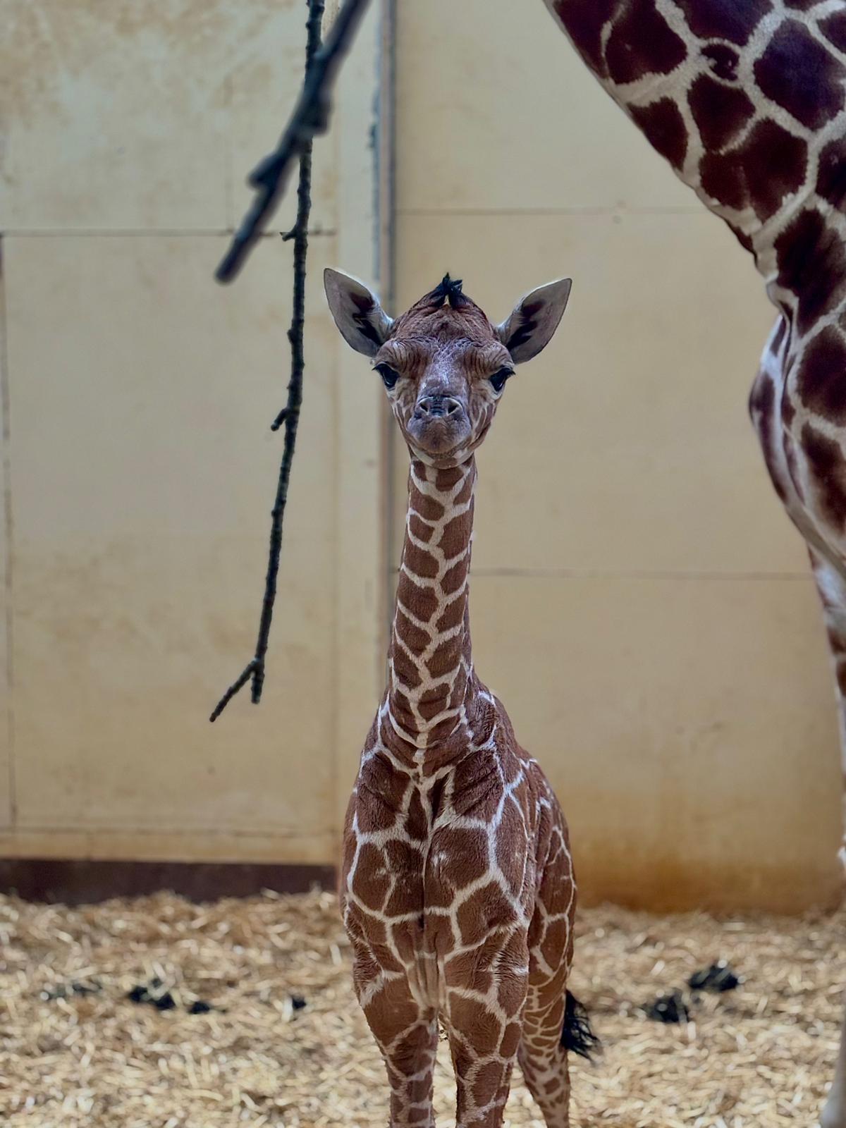Newborn giraffe calf standing in an enclosure, with its mother partially visible.