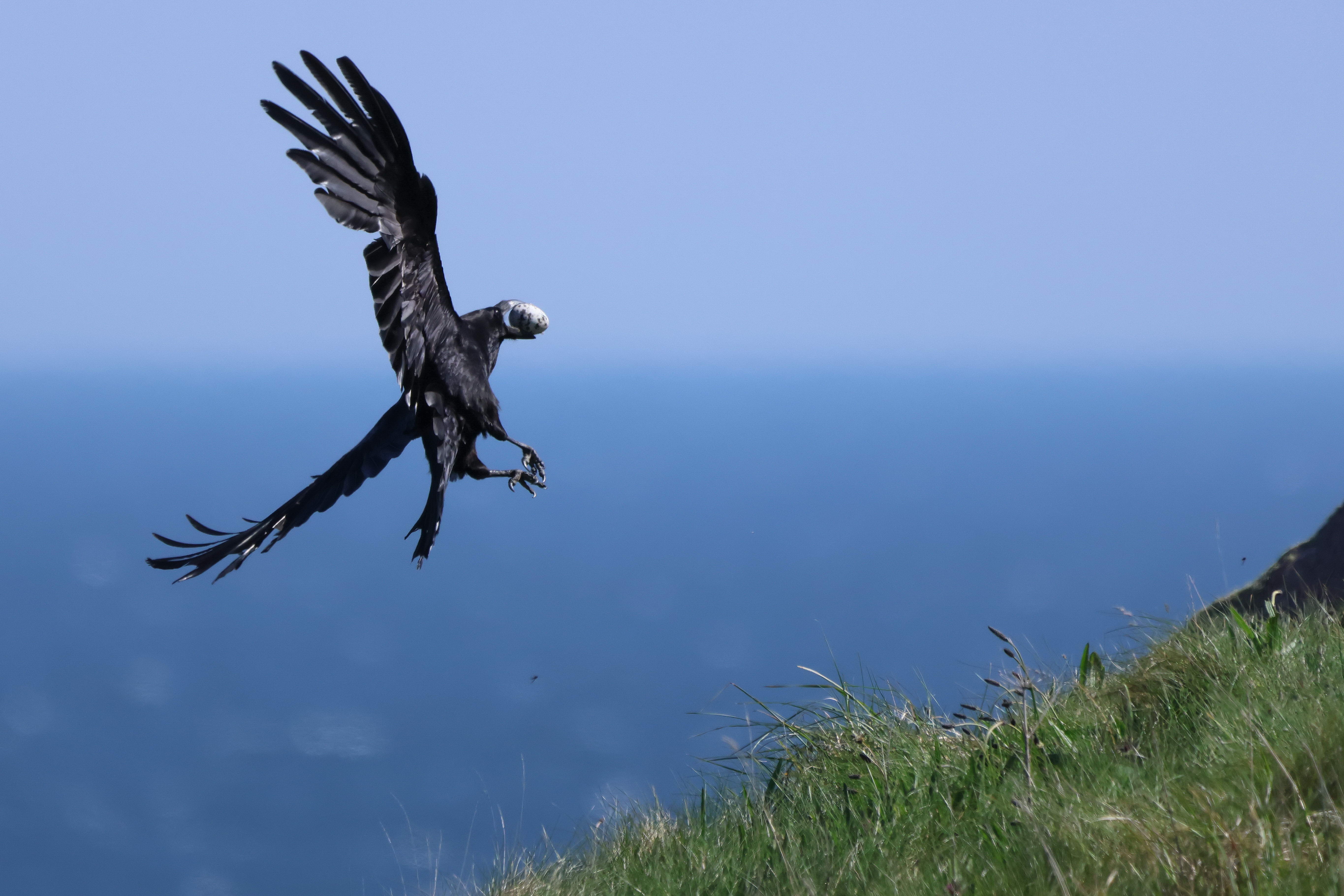 Black bird with white head flying with an egg in its mouth over a cliff and the ocean.