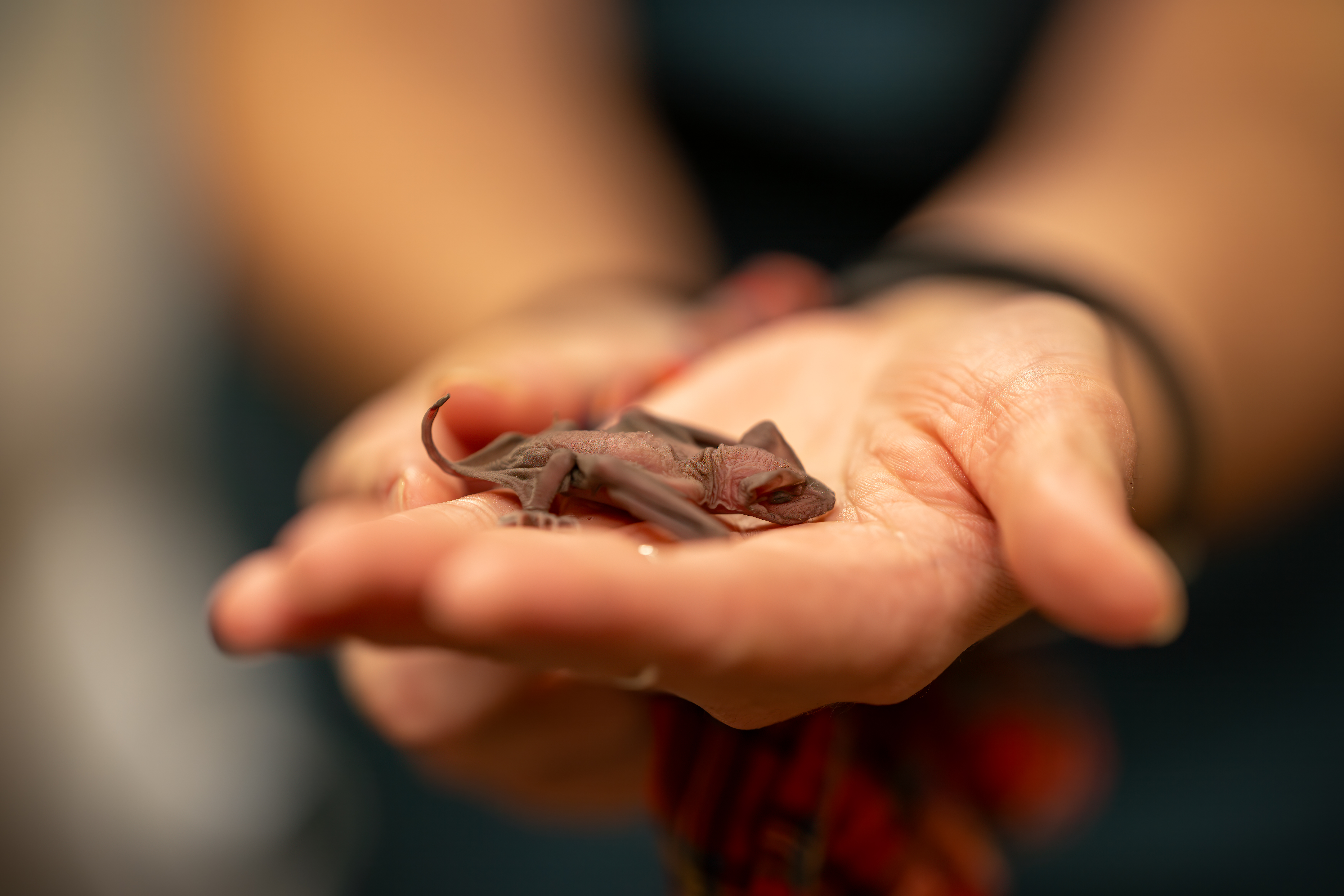 A small, light brown bat lies in the palm of a person's hand.