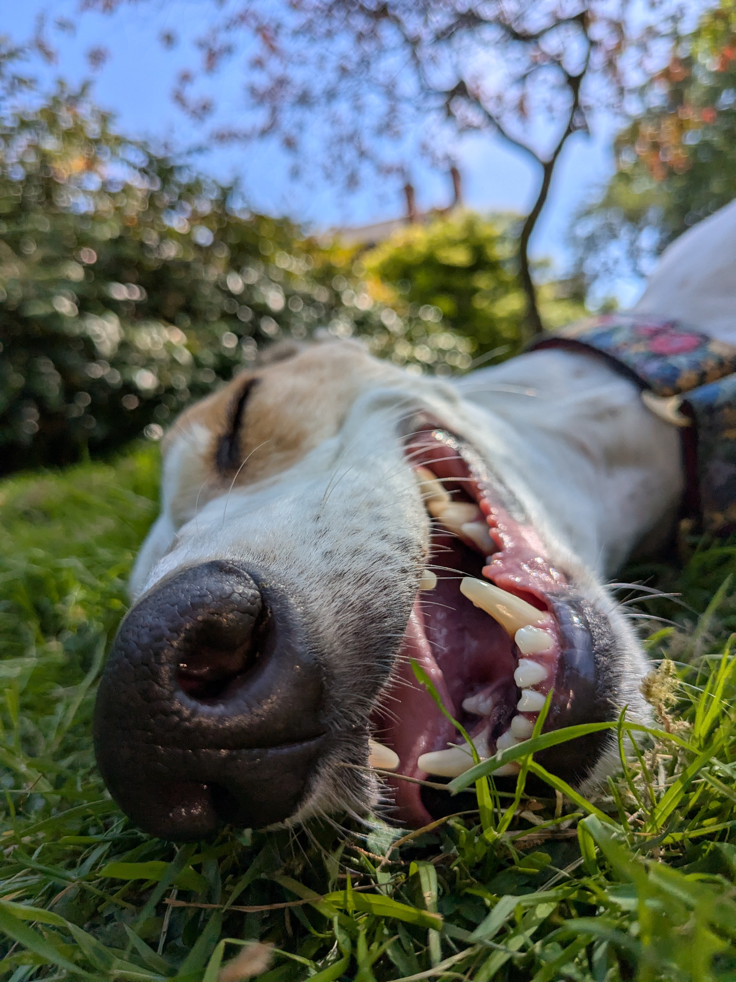A dog lying on its back in the grass with its mouth open, seen from a low angle.