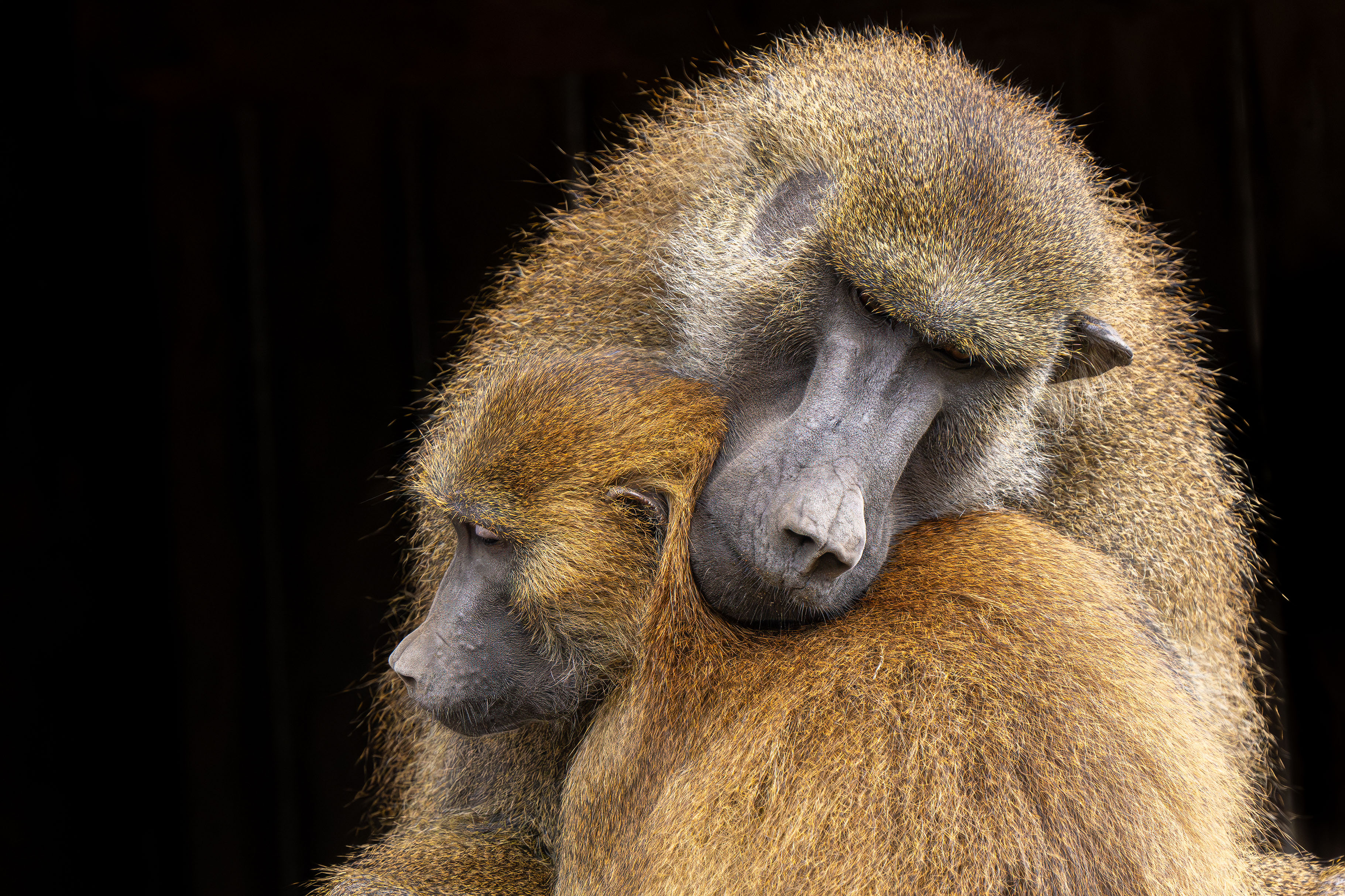 Close-up of a baboon embracing a younger baboon.