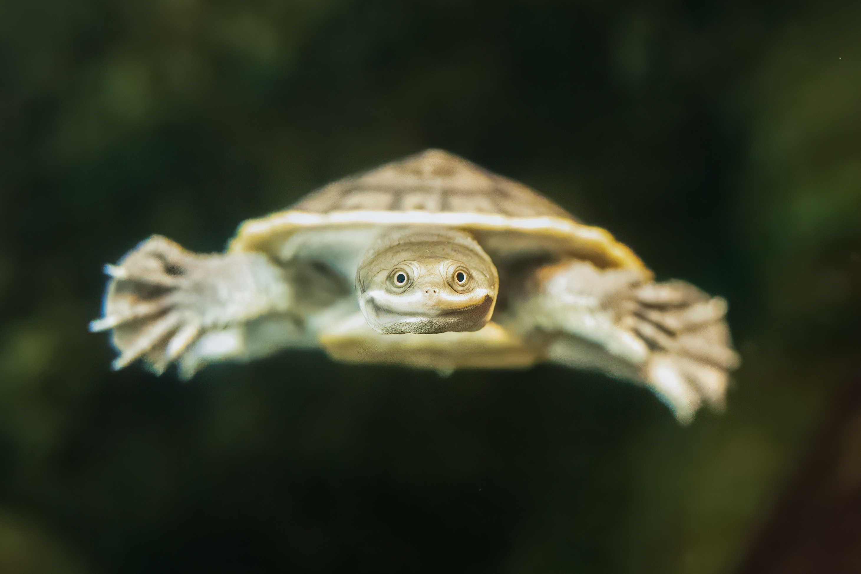 A turtle with wide eyes and a smile swimming towards the viewer.