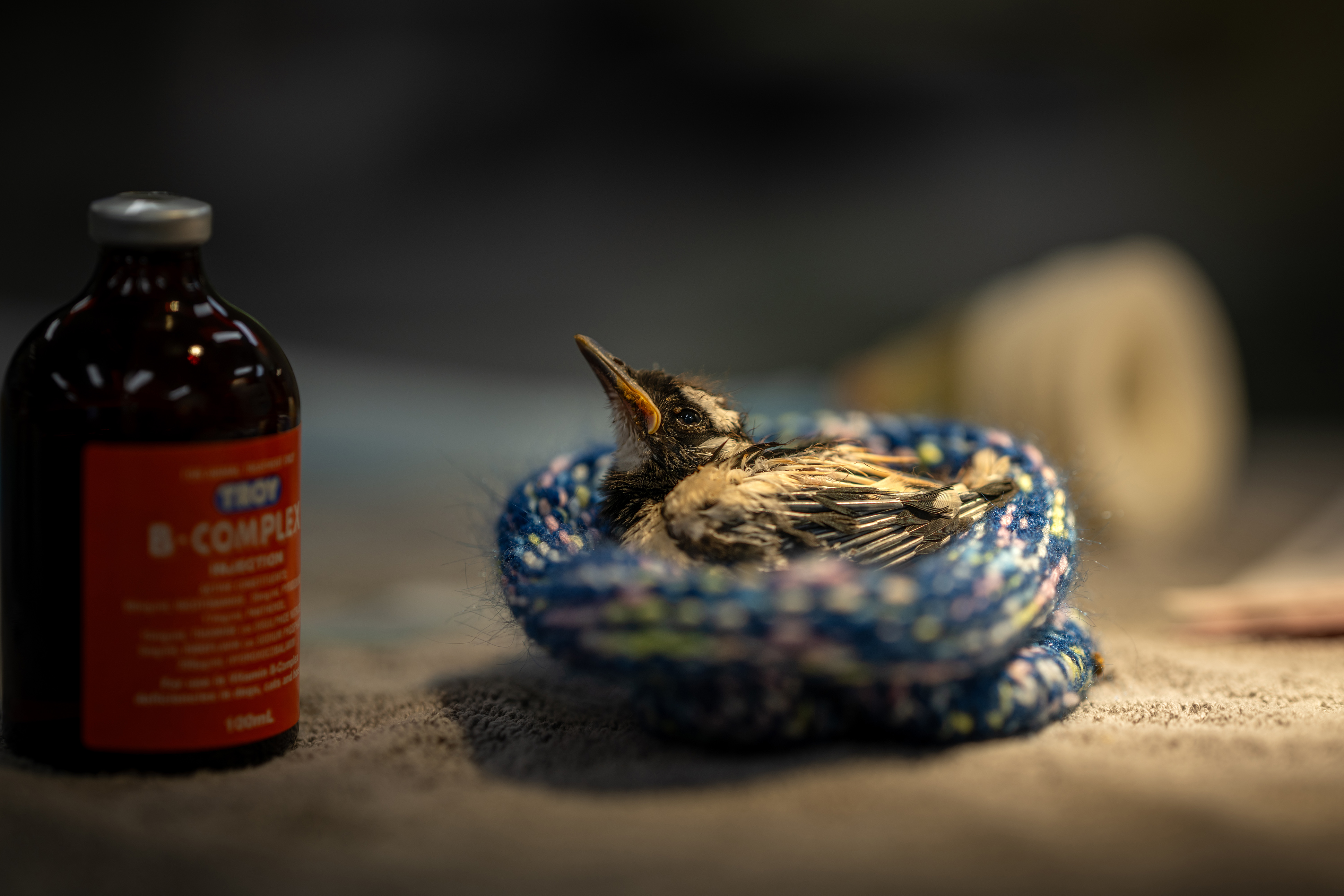 A young bird in a blue crocheted nest, with a bottle of "Troy B-Complex" in the foreground.