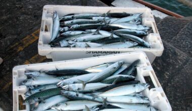 EU fishing quotas cause concern among coastal communities