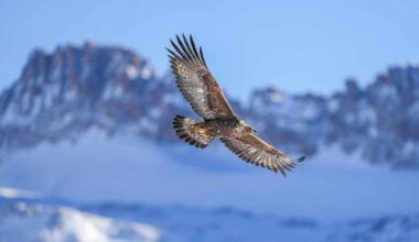 From an Eagle’s Egg, an Eagle, and Other Mysteries