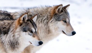Humans cared for wolves thousands of years before dogs, Stockholm University study suggests