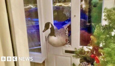 Woman's shock as goose smashes through front door in Countesthorpe