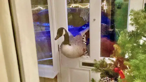 Ian Bullock A stunned goose wedged in the glass window of a front door