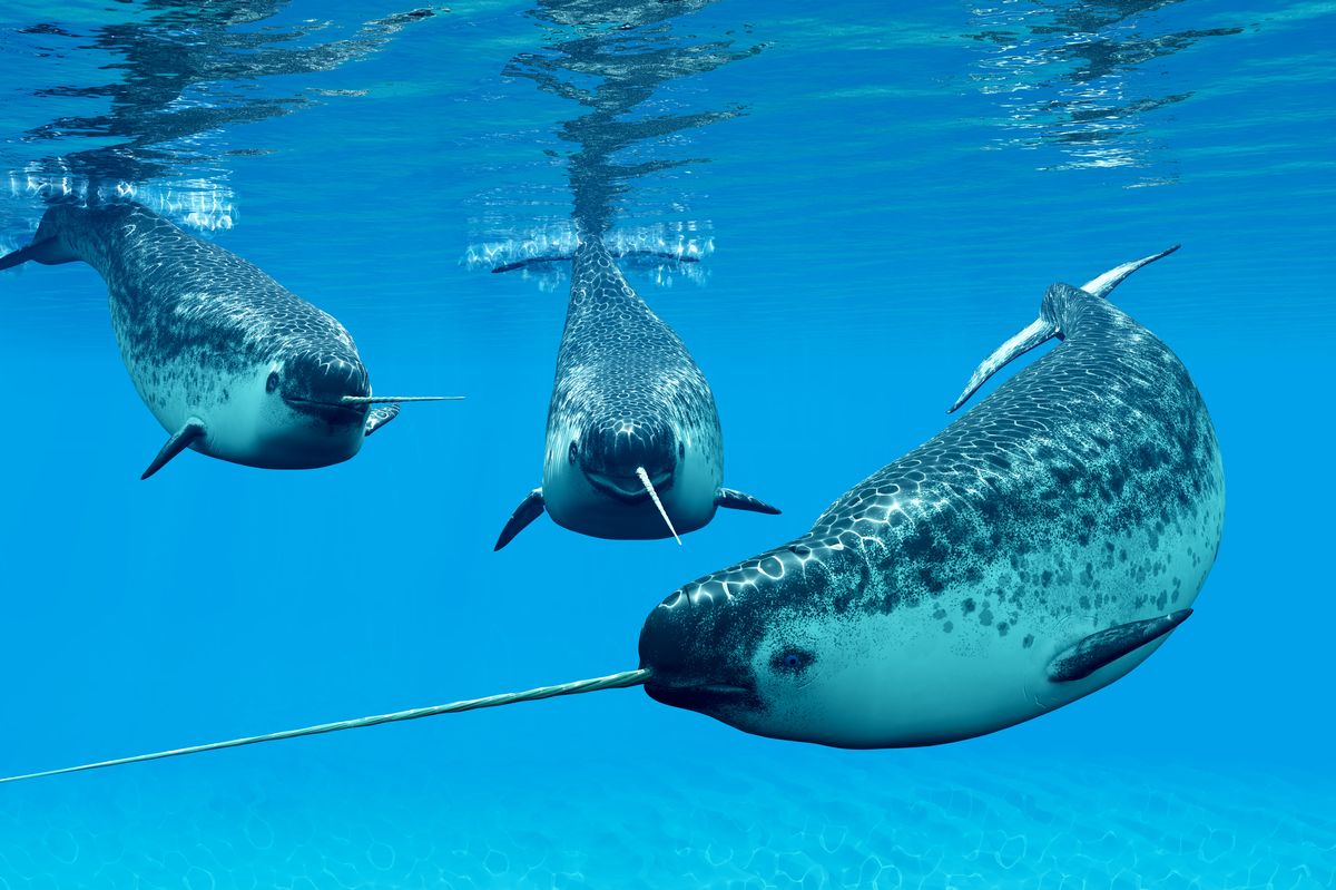 Narwhal whales live in social groups called pods and inhabit the Arctic Ocean; males have distinctive tusks.