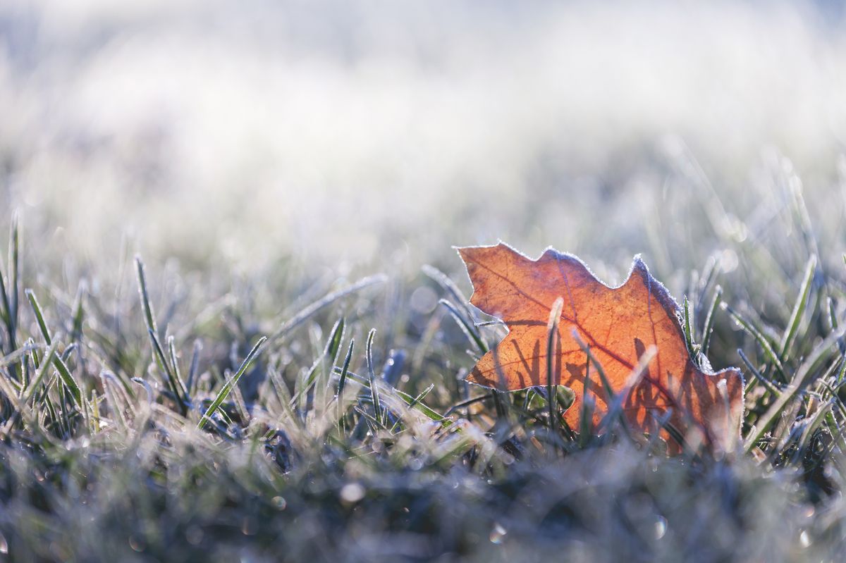 A frosty leaf
