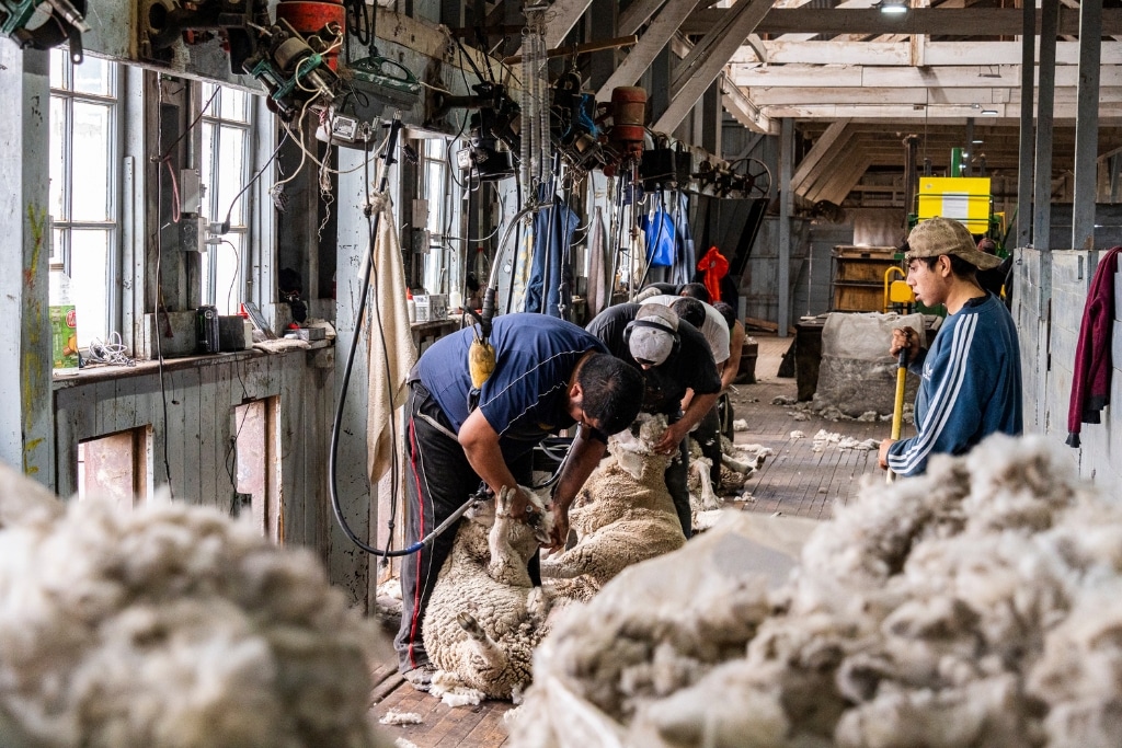 The Estancia is a working sheep farm, while focusing on conservation.