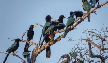 Readers’ wildlife photos – Why Evolution Is True