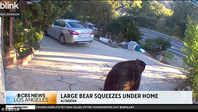 While Johnson doesn't believe the bear poses him any harm, he said he's keeping a clear distance. Johnson has the names Ursa and Barry in mind, depending on the sex of the animal