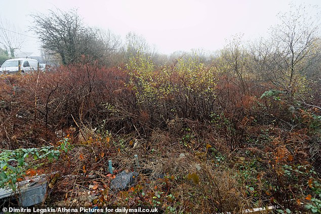 Neil has watched the forest of weeds creep ever closer to his property and taken action