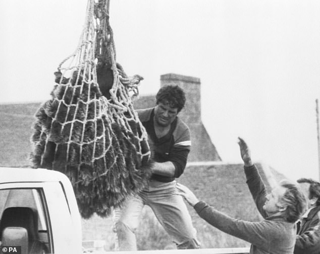 Going on a bearhunt: The story of missing Hercules gripped the country; he was eventually rescued, 15 stone lighter, just over three weeks later