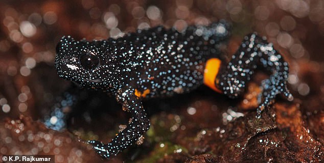 The amphibians are nicknamed 'galaxy frogs' due to the specks on their skin