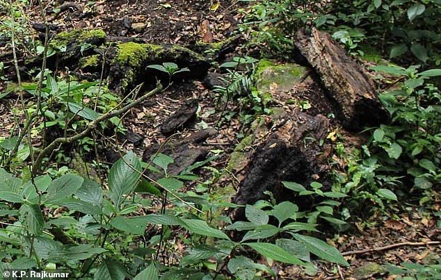 Image shows how a log where the frogs lived appeared to have been turned over