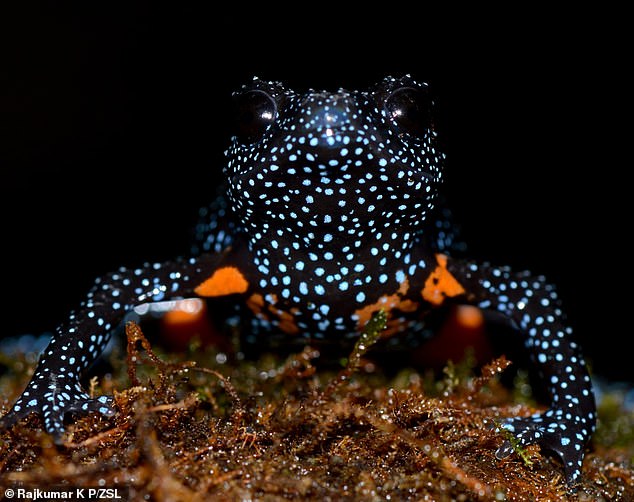 Rare 'galaxy frogs' are feared to have been killed after photographers destroyed their habitat to take pictures of them