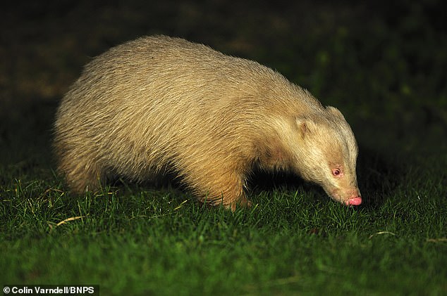 The striking white badger has lived peacefully in a riverside meadow near Beaminster for almost a decade