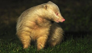 A rare albino badger named Alberto could derail ambitious plans to restore a fire-ravaged 16th century stately home