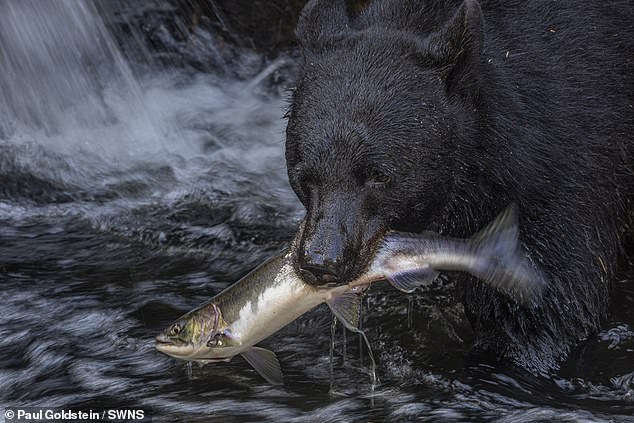 Bear and fish in Alaska