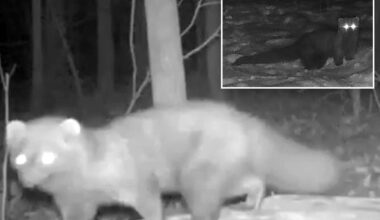 Fisher not seen in Ohio for more than 100 years caught on camera at park